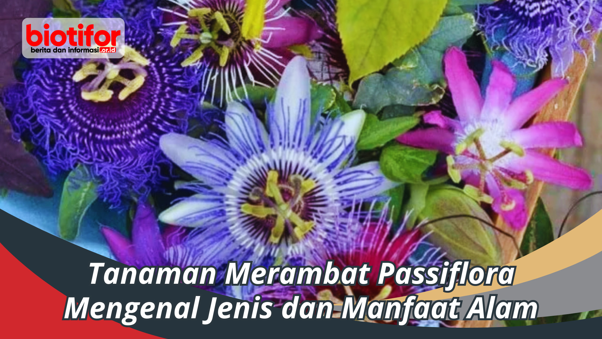 Tanaman Rambat Passiflora: Mengenal Jenis dan Manfaat Alam