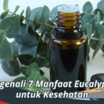 manfaat Eucalyptus