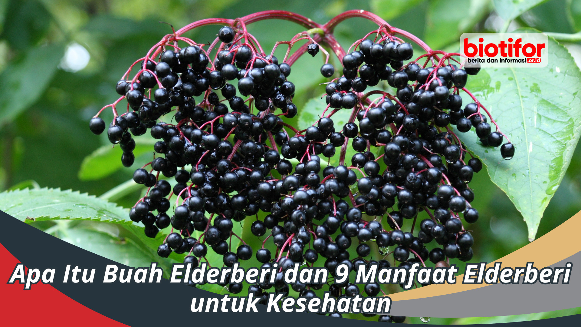 Apa Itu Buah Elderberi dan 9 Manfaat Elderberi untuk Kesehatan