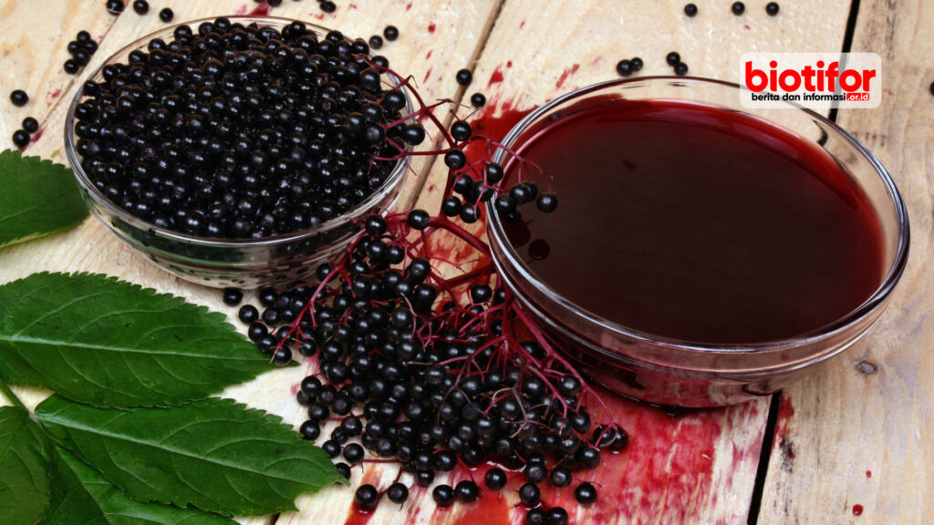 manfaat elderberry