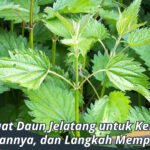 Manfaat Daun Jelatang