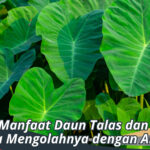 manfaat daun talas