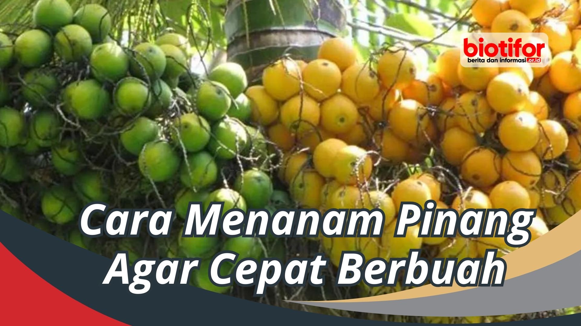 Cara Menanam Pinang Agar Cepat Berbuah