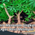 Cara Menanam Singkong Agar Hasil Melimpah