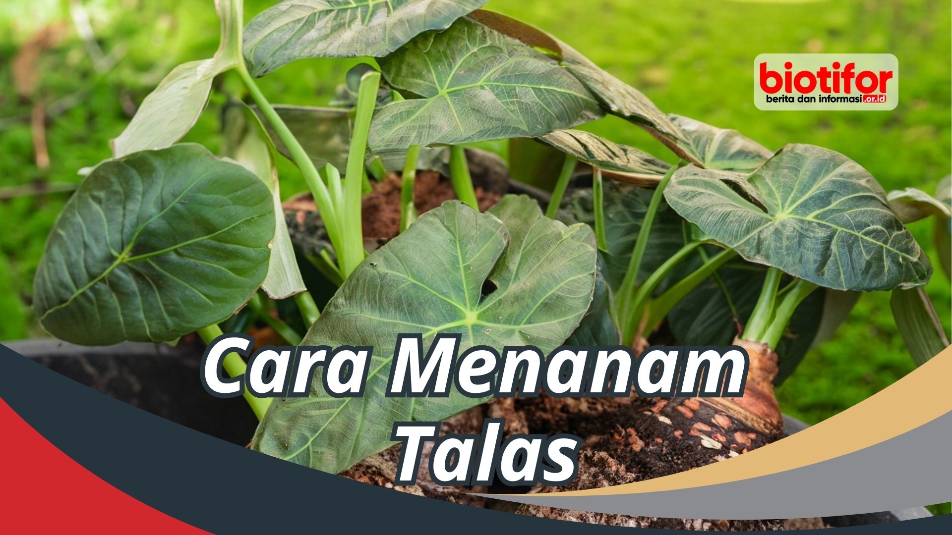 Cara Menanam Talas: Panduan Lengkap untuk Pemula