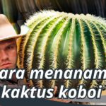 Cara Menanam Kaktus Koboi