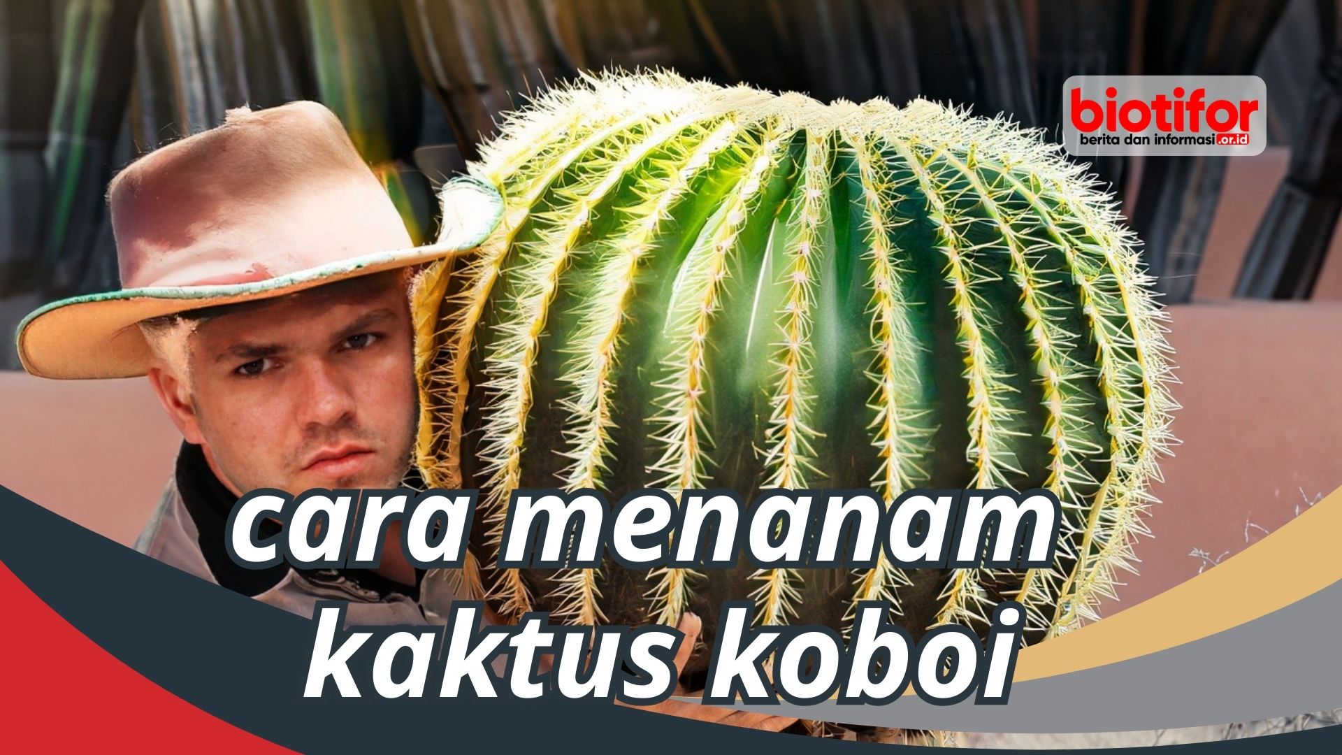 Cara Menanam Kaktus Koboi
