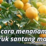 Cara Menanam Jeruk Santang Madu