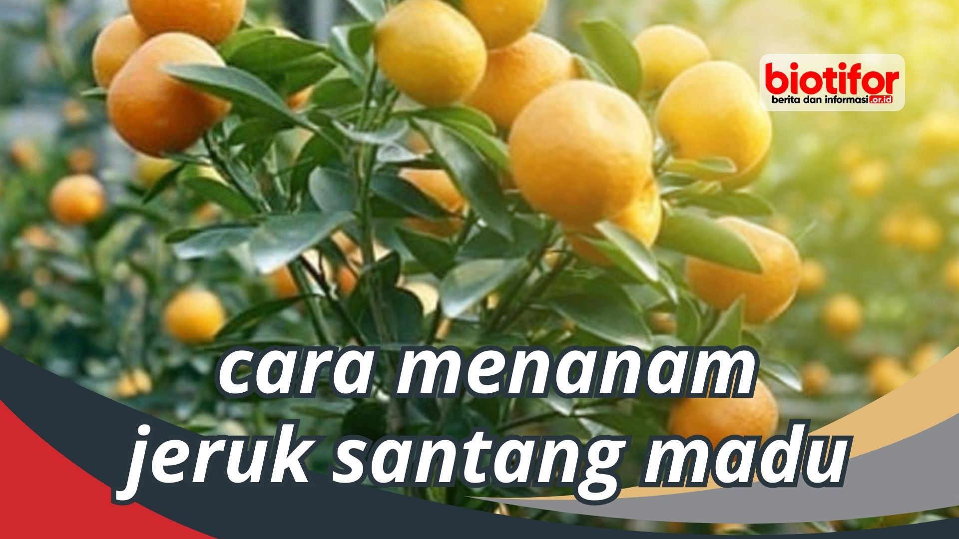 Cara Menanam Jeruk Santang Madu