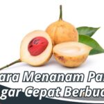 Cara Menanam Pala Agar Cepat Berbuah