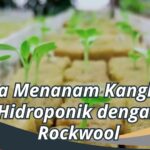 Cara Menanam Kangkung Hidroponik dengan Rockwool