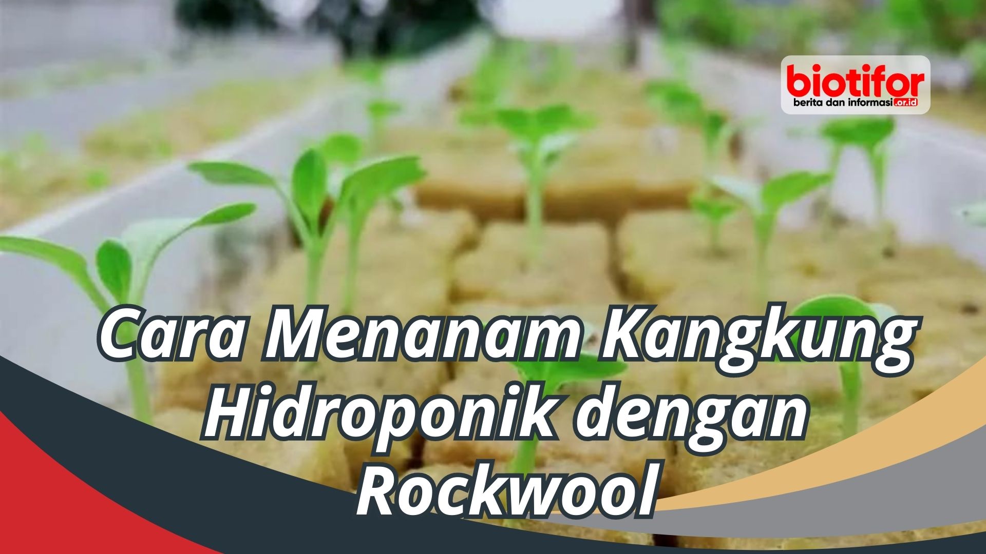 Cara Menanam Kangkung Hidroponik dengan Rockwool