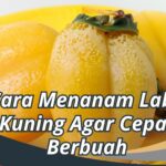 Cara Menanam Labu Kuning Agar Cepat Berbuah