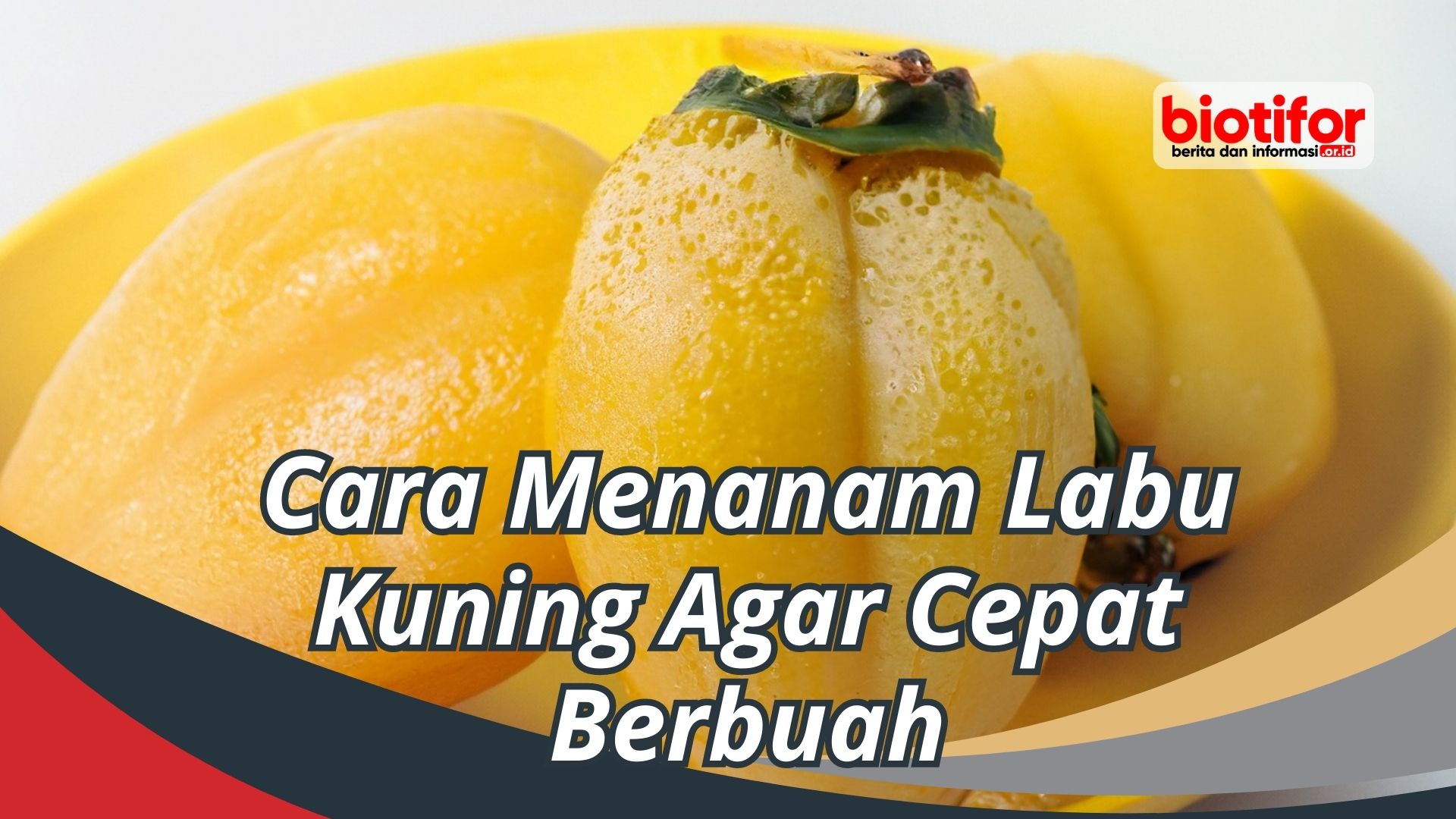 Cara Menanam Labu Kuning Agar Cepat Berbuah