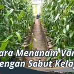 Cara Menanam Vanili dengan Sabut Kelapa