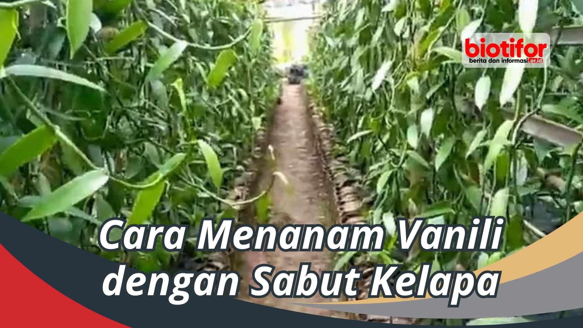 Cara Menanam Vanili dengan Sabut Kelapa