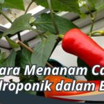 Cara Menanam Cabe Hidroponik dalam Botol