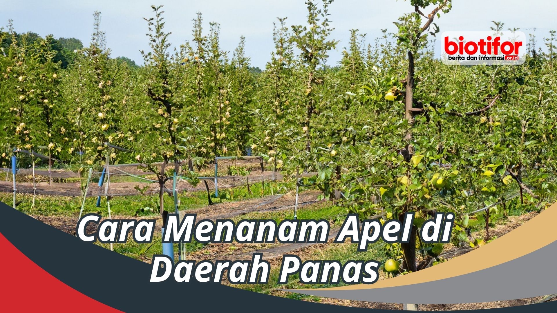 Cara Menanam Apel di Daerah Panas