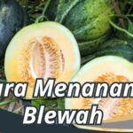 Cara Menanam Blewah