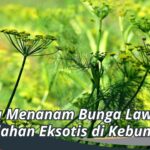 Cara Menanam Bunga Lawang