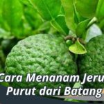 Cara Menanam Jeruk Purut dari Batang