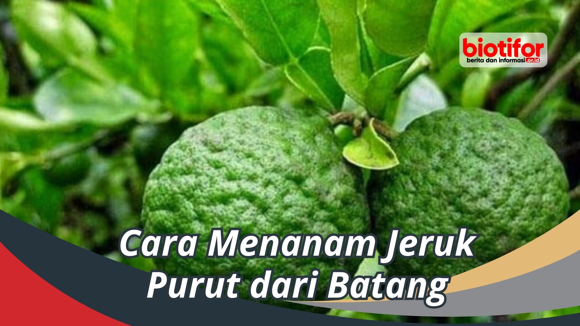 Cara Menanam Jeruk Purut dari Batang Biotifor