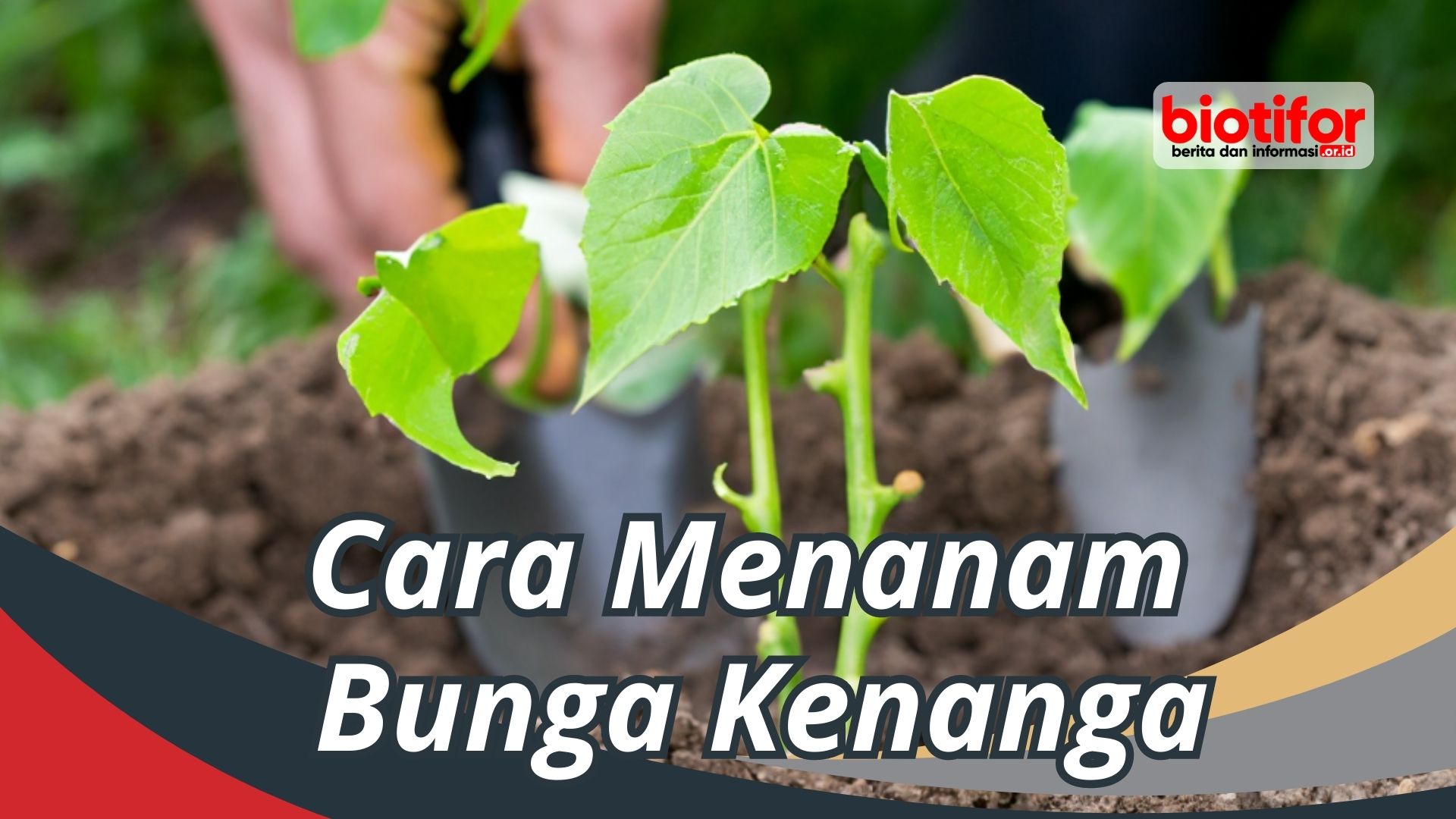 Cara Menanam Cangkokan Agar Tidak Mati