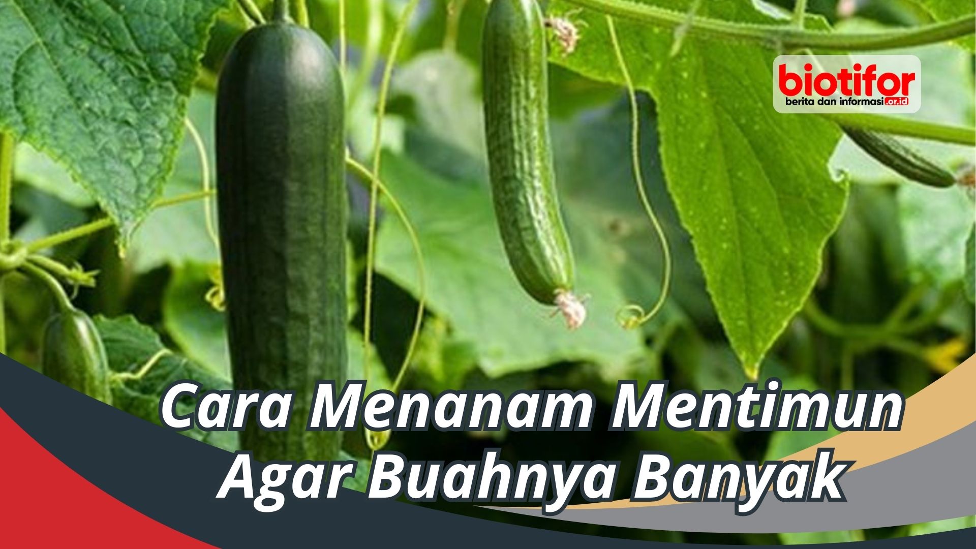Cara Menanam Mentimun Agar Buahnya Banyak