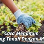 Cara Menanam Kacang Tanah