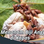 Cara Menanam Biji Anggur di Kapas