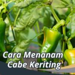 Cara Menanam Cabe Keriting