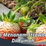 Cara Menanam Strawberry Di Rumah