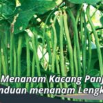 Cara Menanam Kacang Panjang : Panduan menanam Lengkap