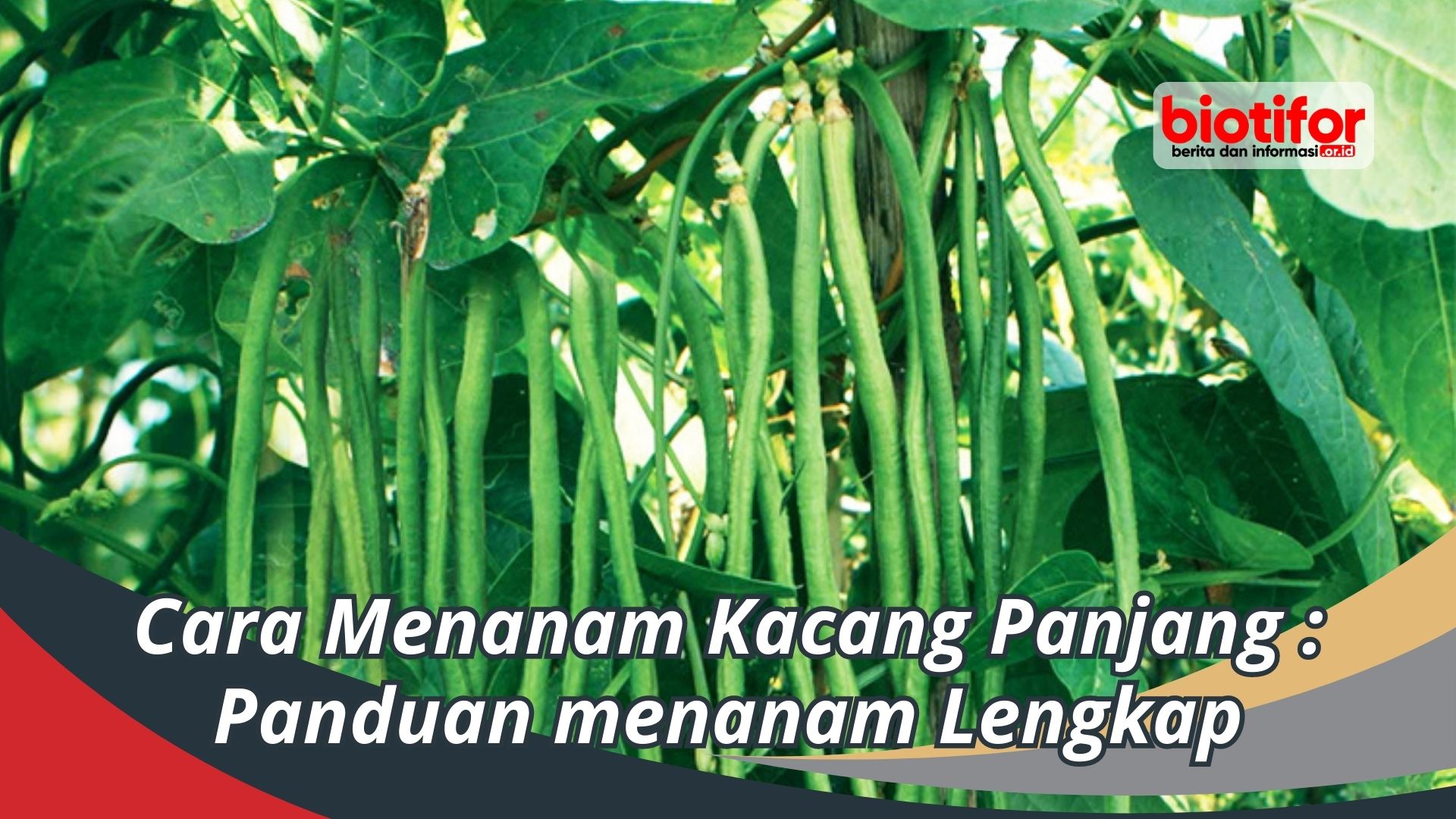 Cara Menanam Kacang Panjang : Panduan menanam Lengkap