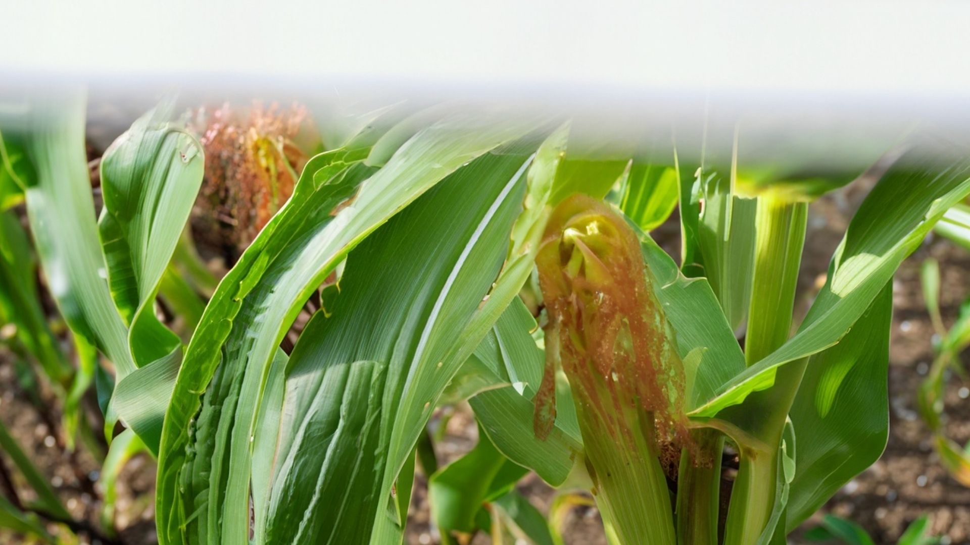 Cara Menanam Jagung Bisi 18