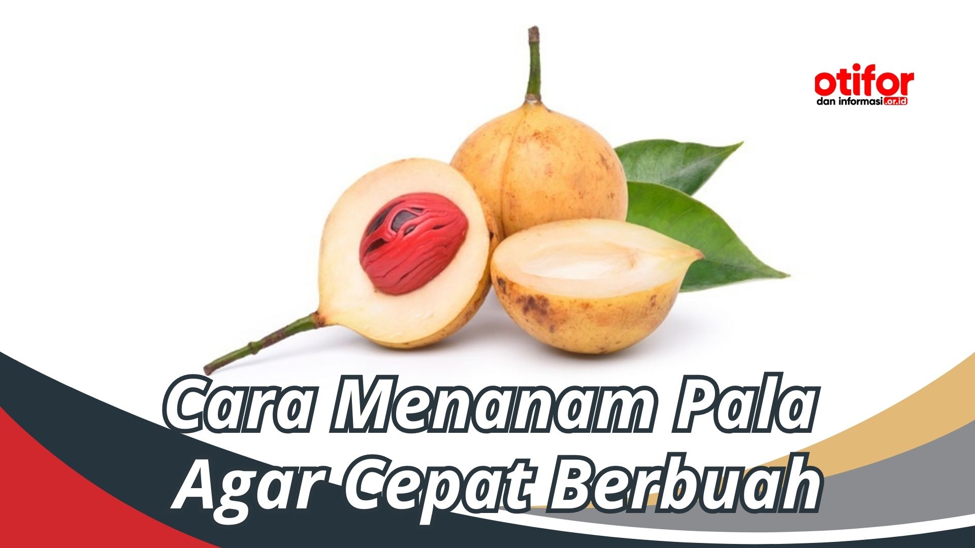 Cara Menanam Pala Agar Cepat Berbuah