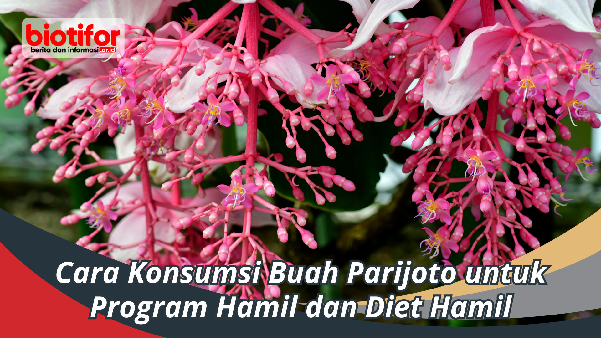 Cara Konsumsi Buah Parijoto untuk Program Hamil