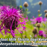 manfaat milk thistle