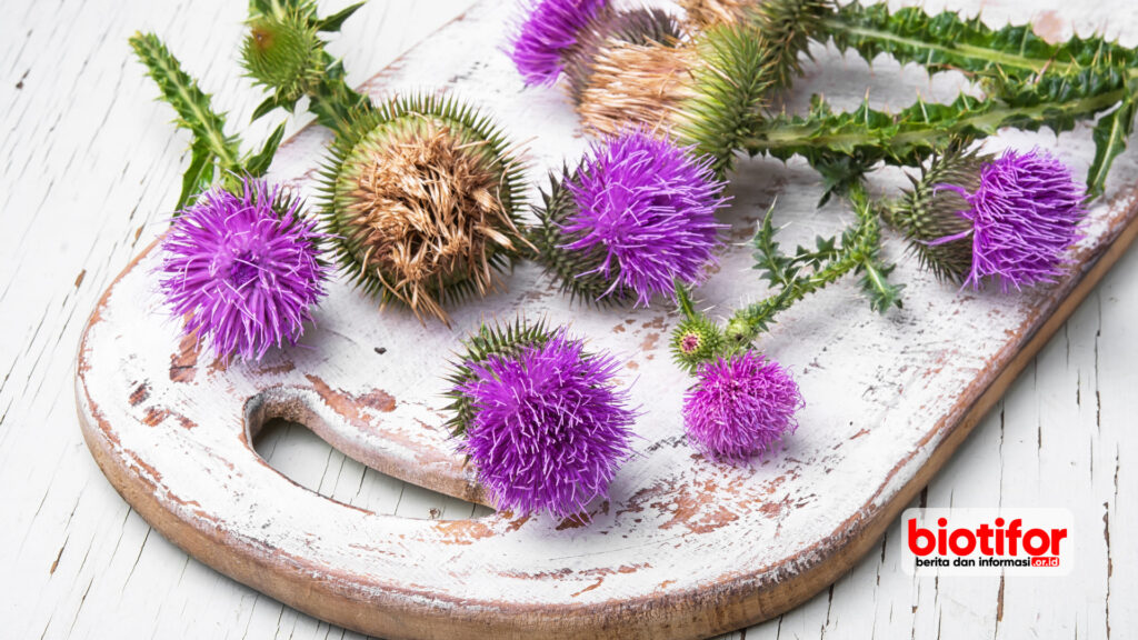 manfaat milk thistle