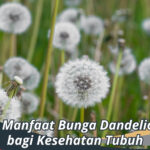 manfaat bunga dandelion