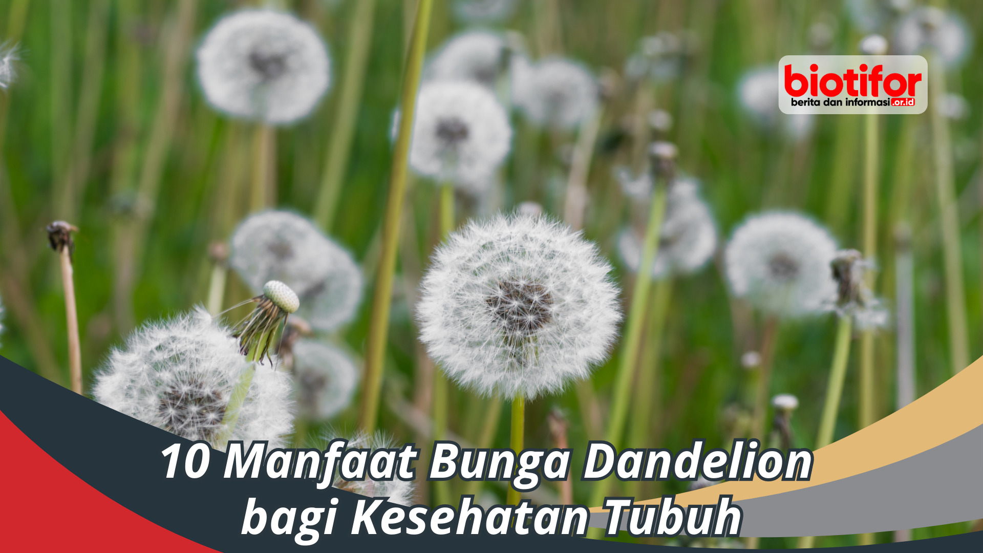 10 Manfaat Bunga Dandelion bagi Kesehatan Tubuh