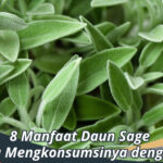 Manfaat Daun Sage