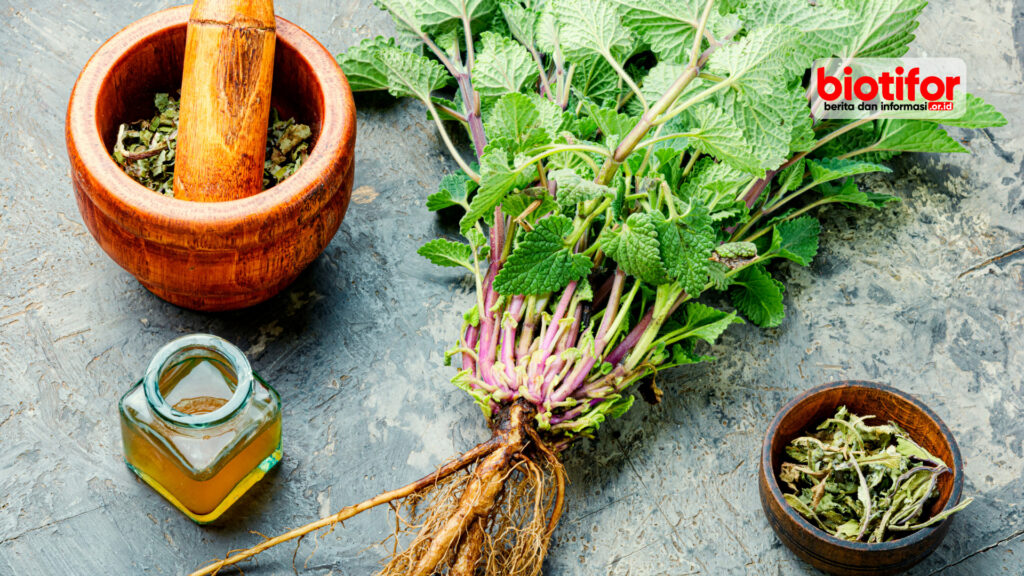 Lemon Balm