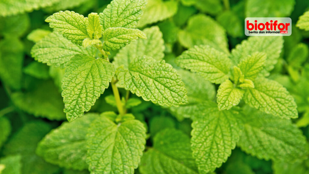 Lemon Balm