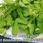 Daun Tulsi