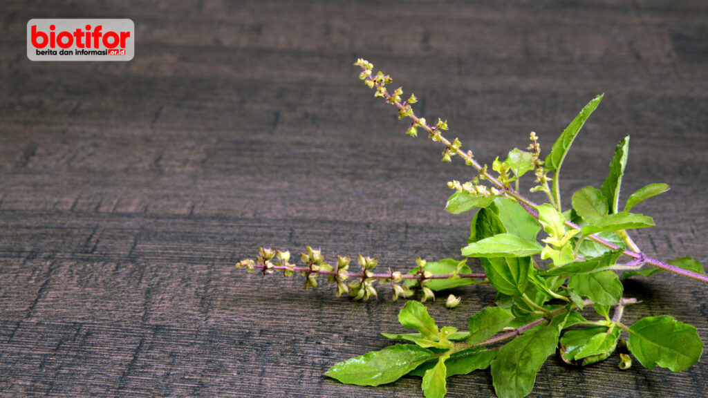 Daun Tulsi