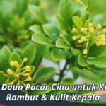 manfaat daun pacar cina