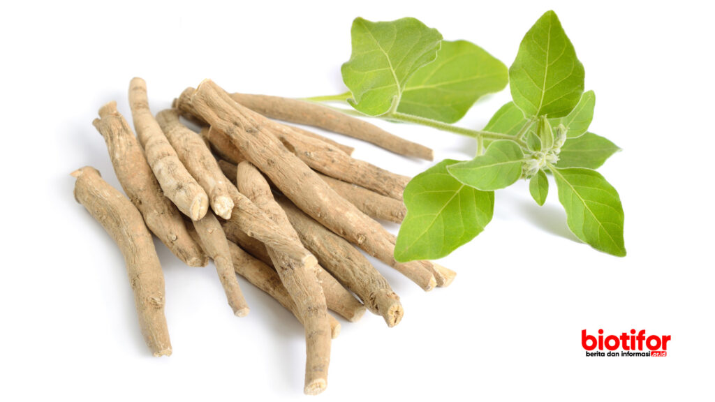 Ashwagandha 