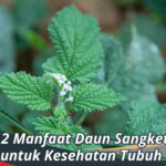 Manfaat Daun Sangket