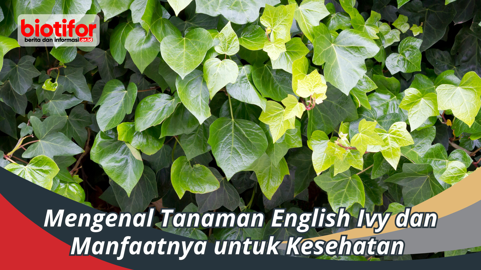 Tanaman English Ivy